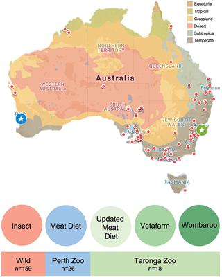 Characterising the Gut Microbiomes in Wild and Captive Short-Beaked Echidnas Reveals Diet-Associated Changes